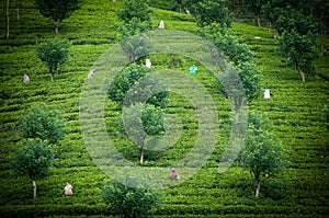 Tea pickers