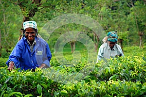 Tea Pickers At The Tea Plantation