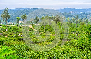 The tea pickers photo