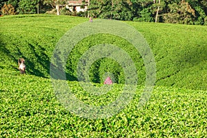 Tea pickers at work