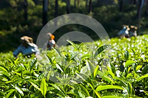 Tea pickers working at Kerela India