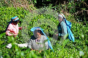 Tea picking, around Haputale