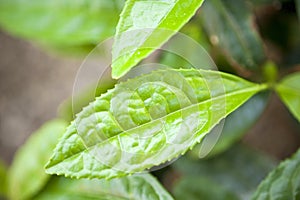 Tea Plant Camellia Sinensis photo