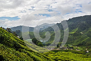 Tea plant Cameron Highlands, Malaysia