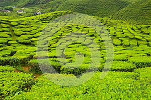 Tea plant Close-up at Cameron Highlands, Malaysia