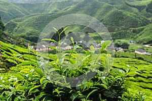 Tea plant Close-up at Cameron Highlands, Malaysia