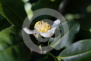 Tea plant flower, Camellia sinensis photo