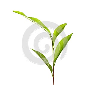 Tea plant with fresh green leaves isolated