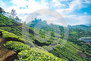 Tea plantages in Munnar, Kerala, India