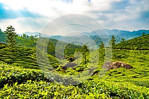 Tea plantages in Munnar, Kerala, India