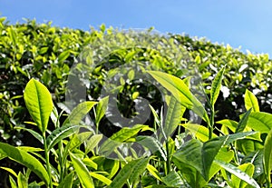 Tea plantantions Cameron Highlands