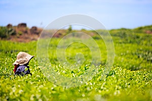 Tea plantation