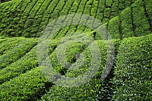 Tea Plantation