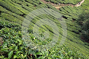 Tea Plantation