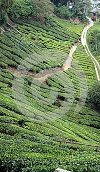 Tea Plantation