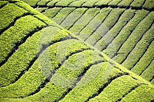 Tea Plantation