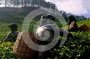 Tea plantation