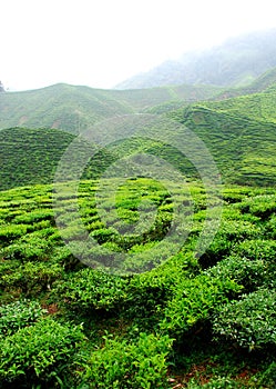 Tea plantation