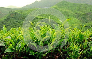 Té plantación 