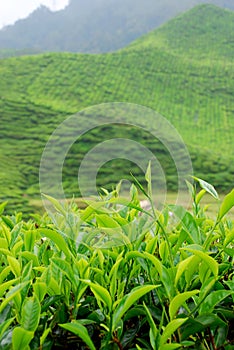 Tea plantation