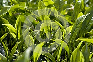 Té plantación 