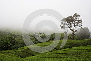 Tea Plantation