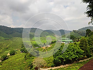 Tea plantation