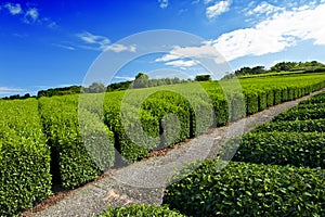 Tea plantation