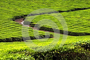 Tea Plantation 2