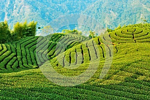 Tea plantation