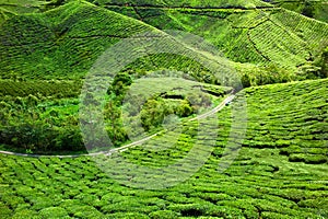 Tea plantation