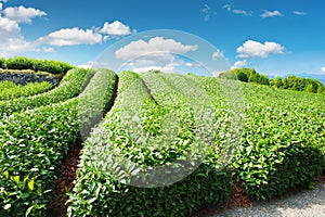 Tea plantation