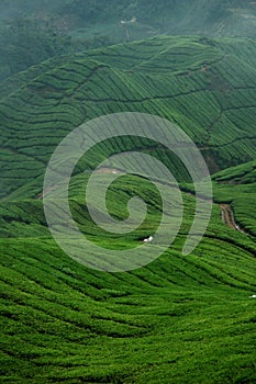 Tea plantation