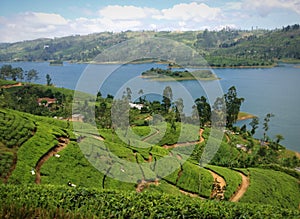 Tea plantation