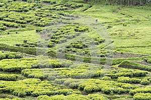 Tea plantation