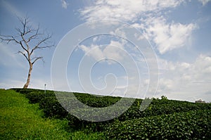 tea plantation