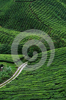 Tea Plantation