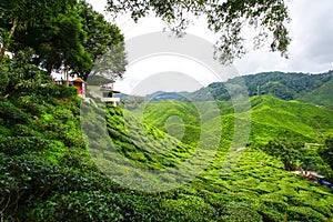 Tea plantation