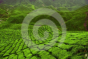 Tea Plantation