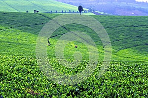 Tea Plantation   9835