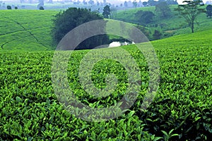 Tea Plantation   9840