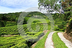 Tea Plantation with Access Road