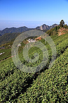Tea plantation in Alishan mountains, Taiwan