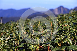 Tea plantation in Alishan mountains, Taiwan