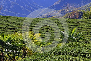 Tea plantation of Alishan, Taiwan