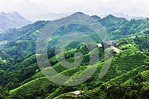 Tea plantation around the mountains in China