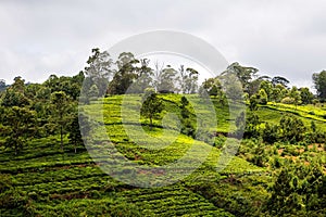 Tea plantation in Bandishola in Coonoor