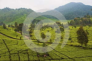 Tea Plantation in Bandung photo