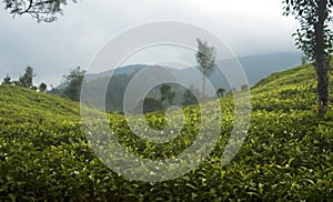 Tea Plantation in Bandung photo