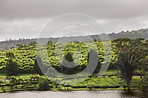 Tea plantation (Bois Cheri) in the foothills. Mauritius photo